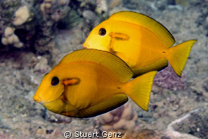 Juvenile Orangeband Surgeonfish by Stuart Ganz 
